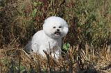 BICHON FRISE 048